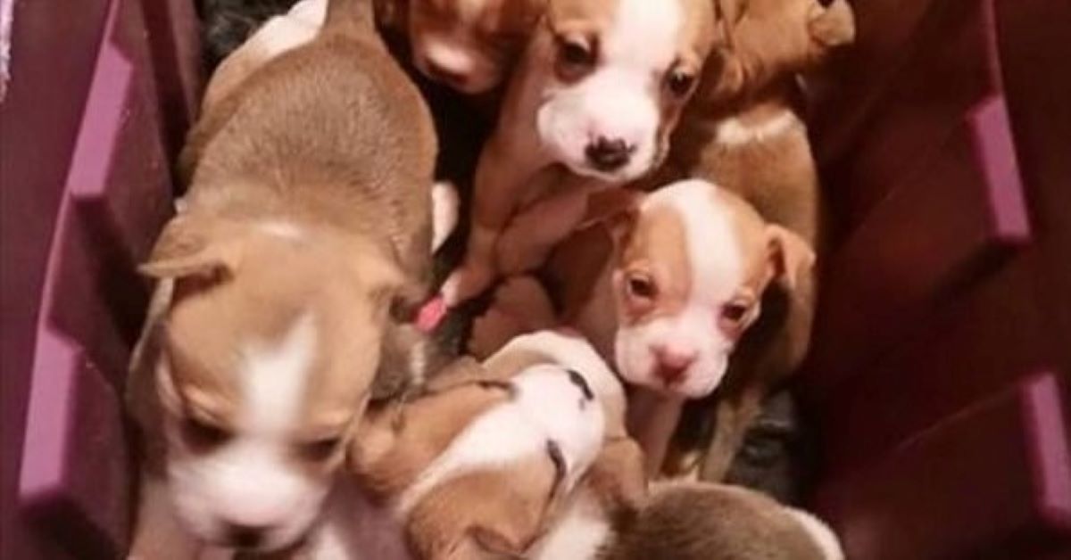 Noelle, il Pitbull che rivede i suoi cuccioli dopo la separazione (video)