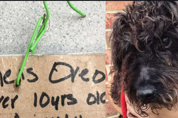 Cagnolino Oreo