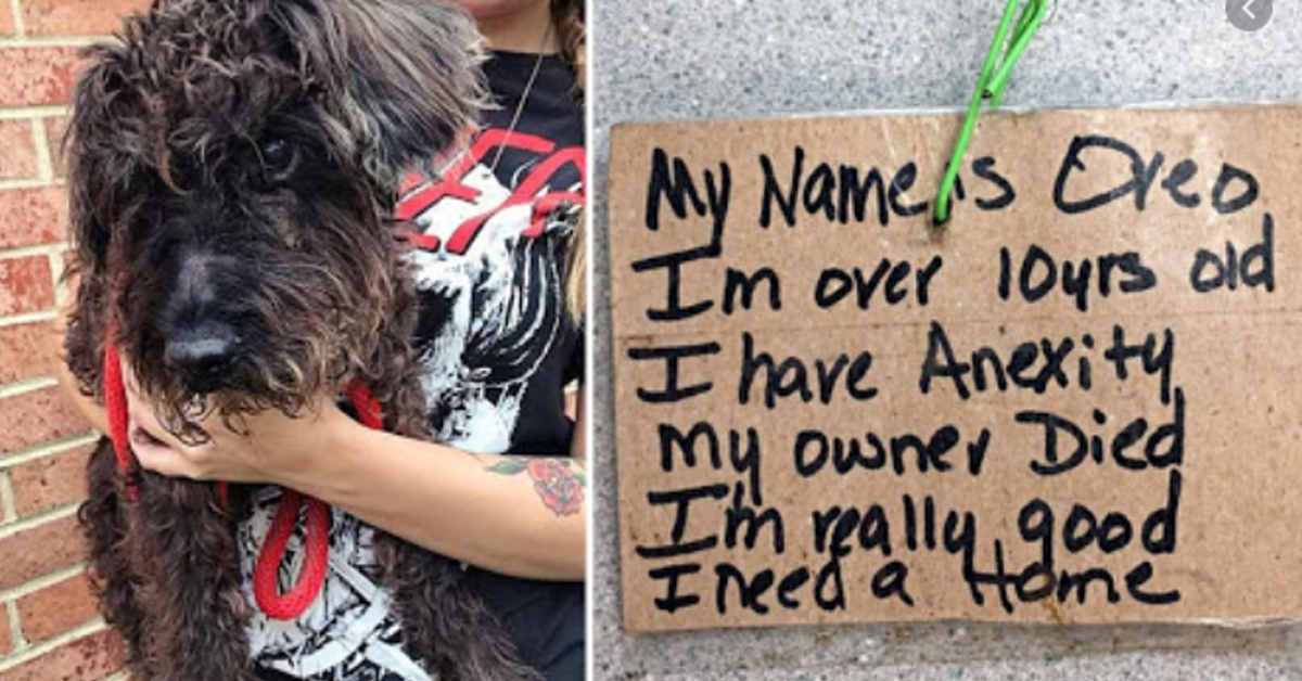 Oreo, il cagnolino sordo e cieco abbandonato in un modo orribile, oggi è finalmente felice