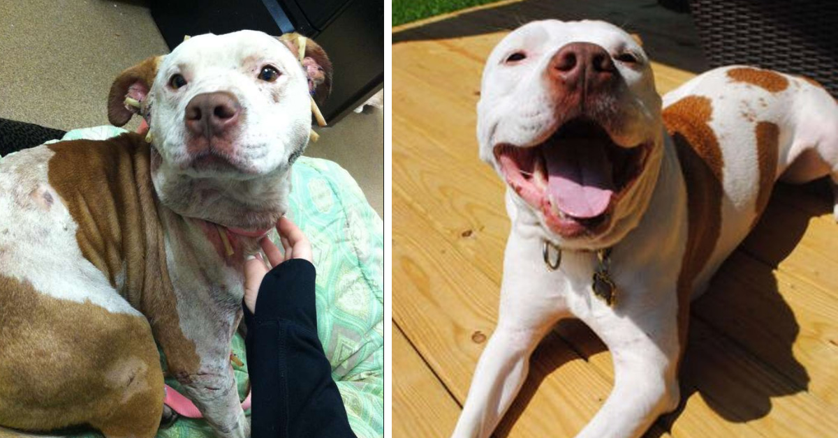 Pacino, il cagnolino salvato dall’eutanasia che oggi è finalmente felice