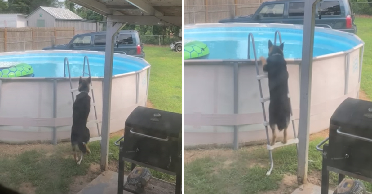Pastore Tedesco vuole entrare in piscina e la sua trovata è davvero geniale (video)