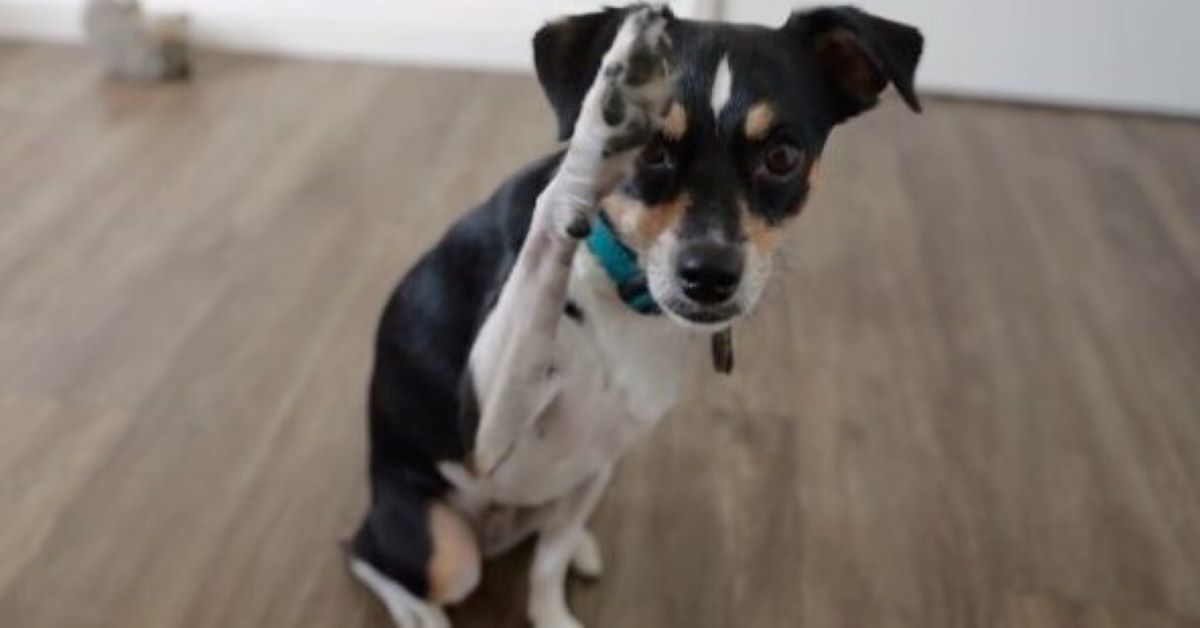Penny, il cane che dopo tanti tentativi è stato adottato (video)