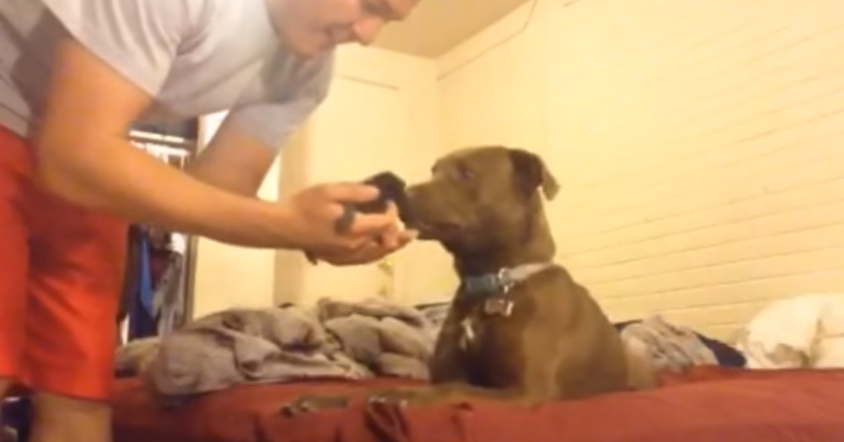 Pitbull incontra per la prima volta un gattino e la sua reazione fa il giro del web (video)