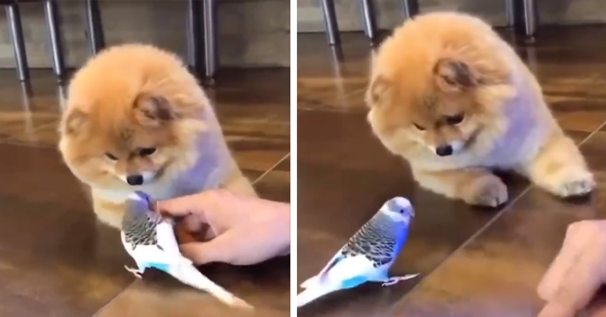 Pomerania incontra un pappagallo e la sua reazione fa il giro del web (video)