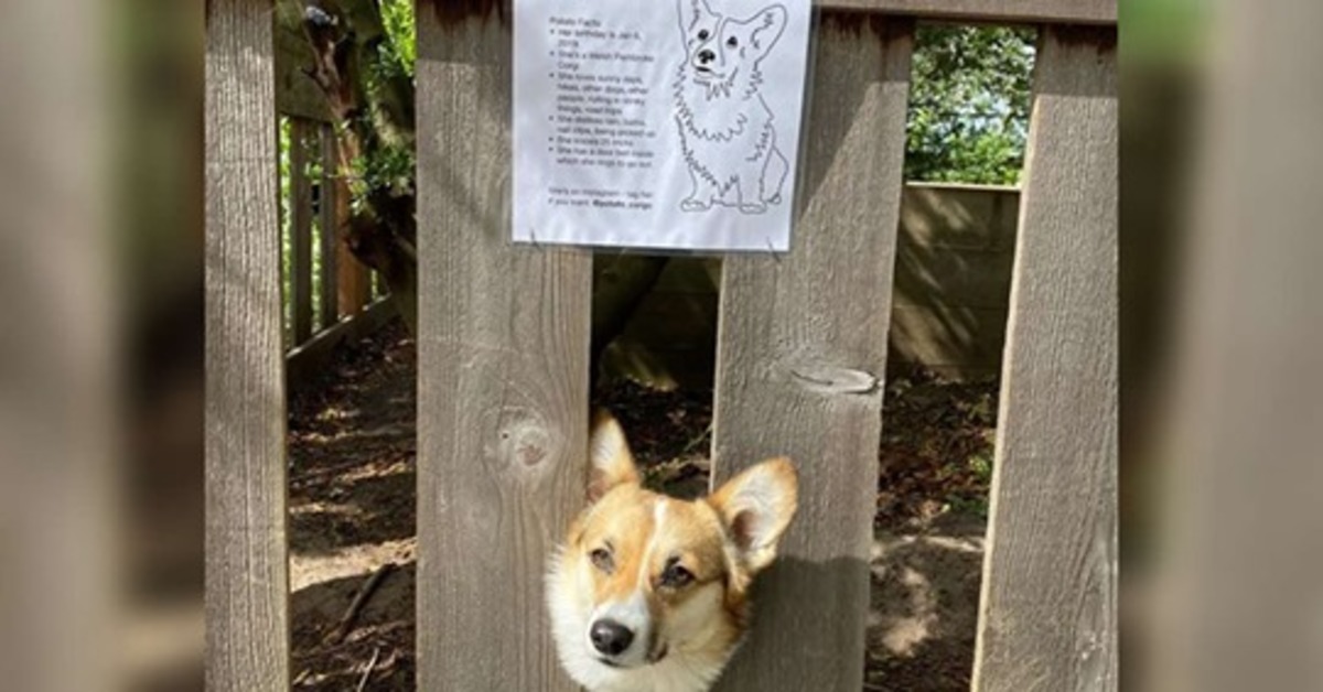 Potato, il Corgie che porta felicità a tutti i suoi vicini