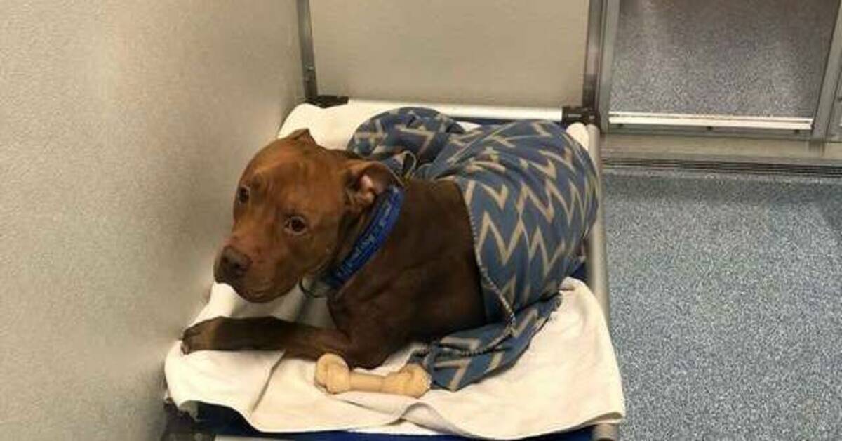 Prince , il Pitbull che al canile si sente al sicuro solo con una coperta addosso