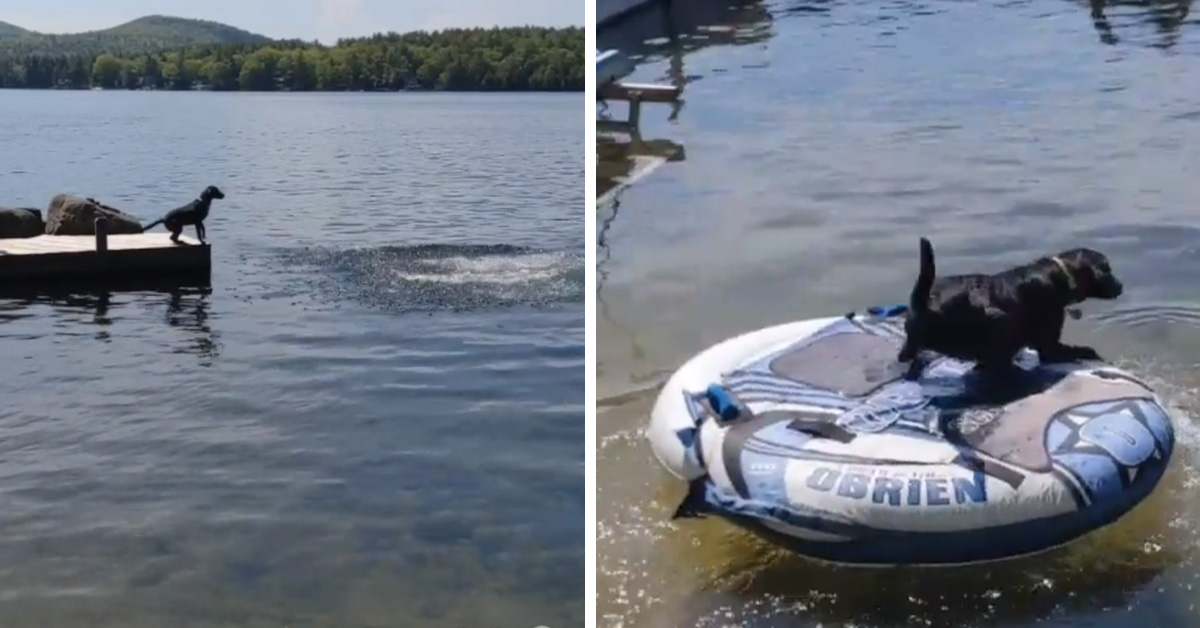 Questo cagnolino ha avuto un’idea geniale per salvare il proprietario in acqua (video)