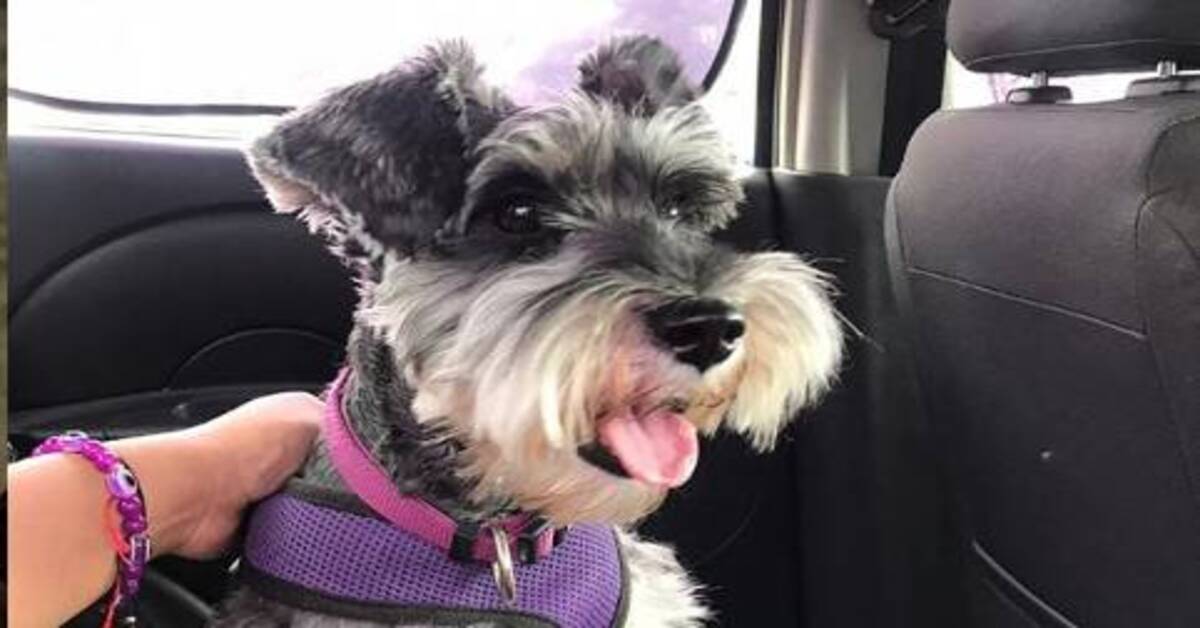 Ramona, la Schnauzer che riceve la visita del suo Romeo quando è al balcone (video)