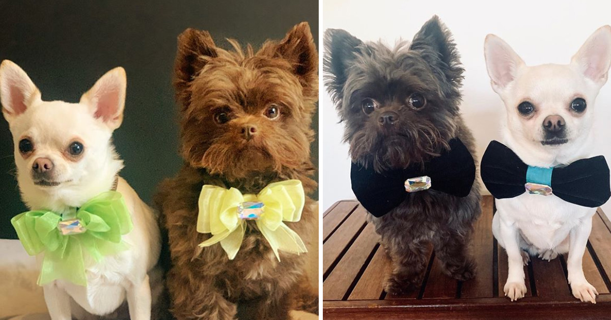 Reggie e Romeo, i due cagnolini più viziati del mondo che piacciono tanto sul web (video)