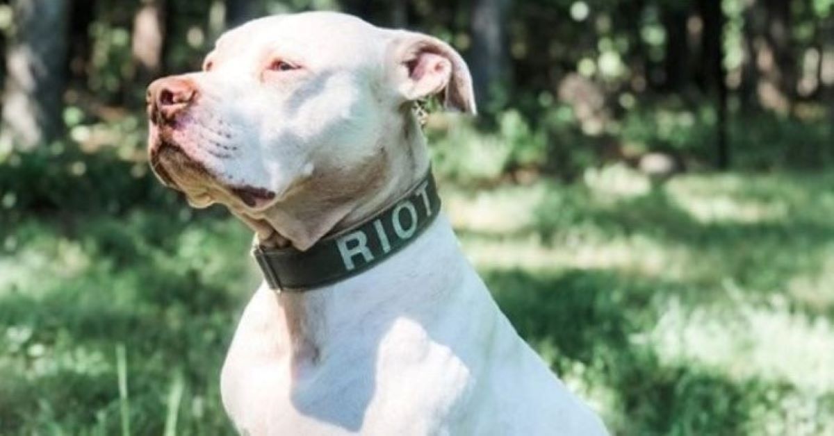 Riot, il Pitbull che fa il papà temporaneo per molti cuccioli in attesa di casa (video)
