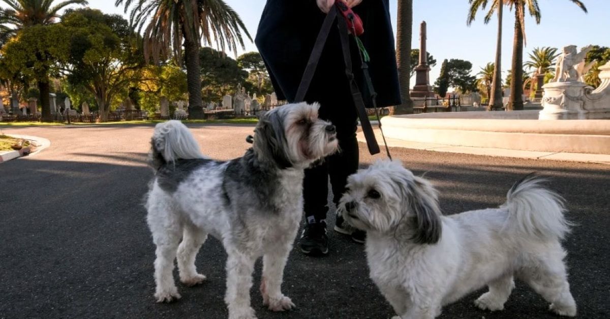 Rupaul e Louie, i due cani che hanno salvato la padrona da un’aggressione