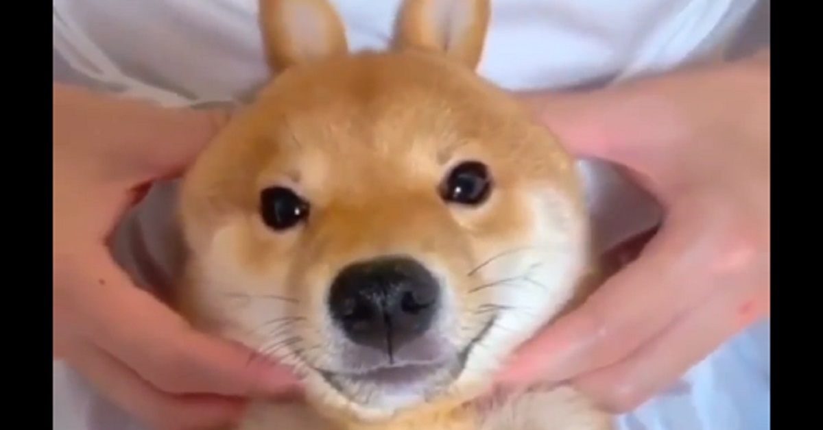 Shiba Inu sorride e diventa famoso nel web per la sua dolcezza (video)