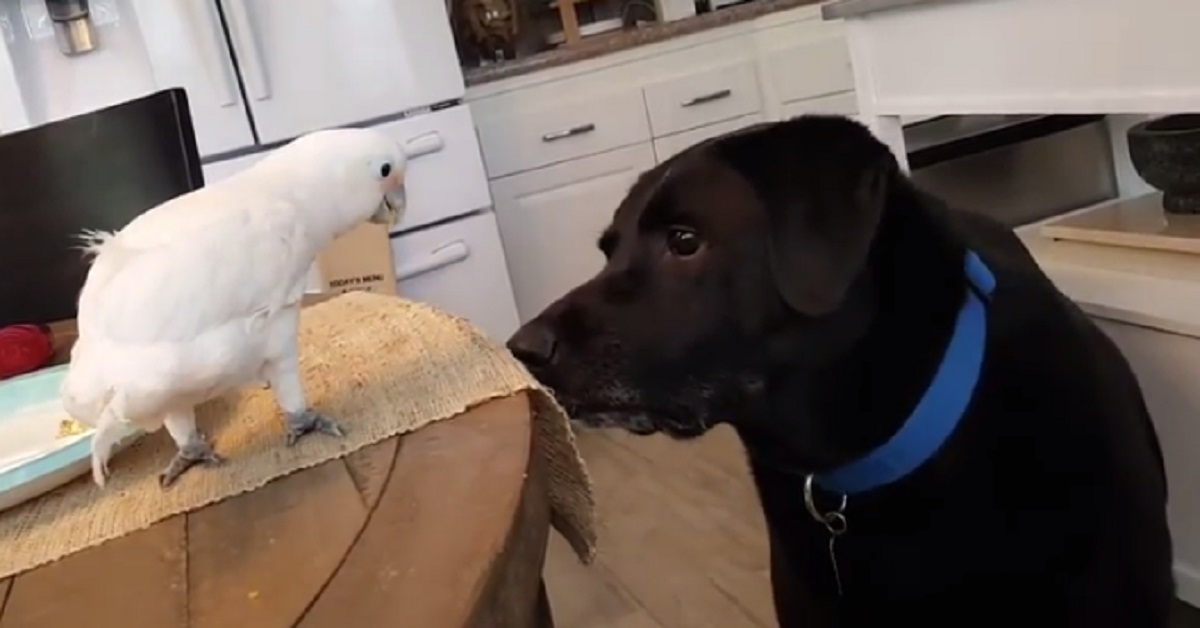 Tom, il cane tenerissimo che coccola un pappagallo (video)