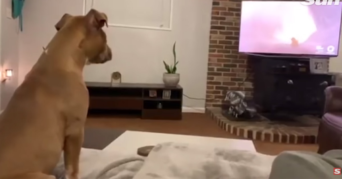 Un cagnolino si commuove guardando il Re Leone e il video conquista il web