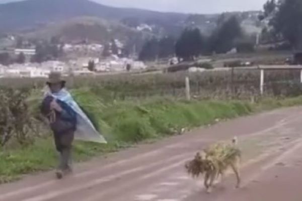 cane aiuta contadino video