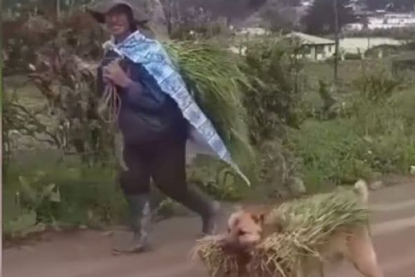 cane aiuta contadino video