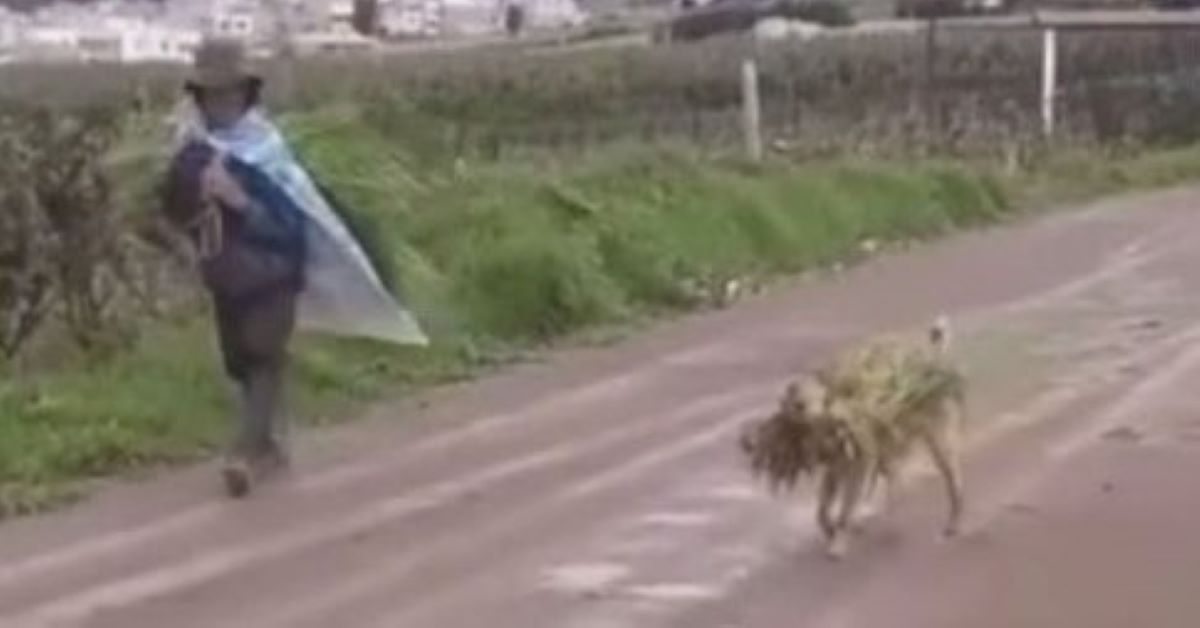 Un cane aiuta il suo papà contadino a spostare quanto raccolto (video)