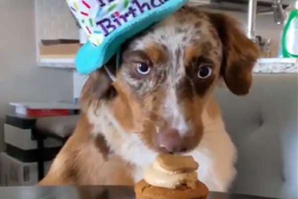 cane festeggia compleanno video