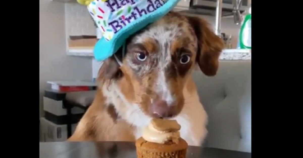 Un cane festeggia il suo compleanno e il video diventa virale (video)