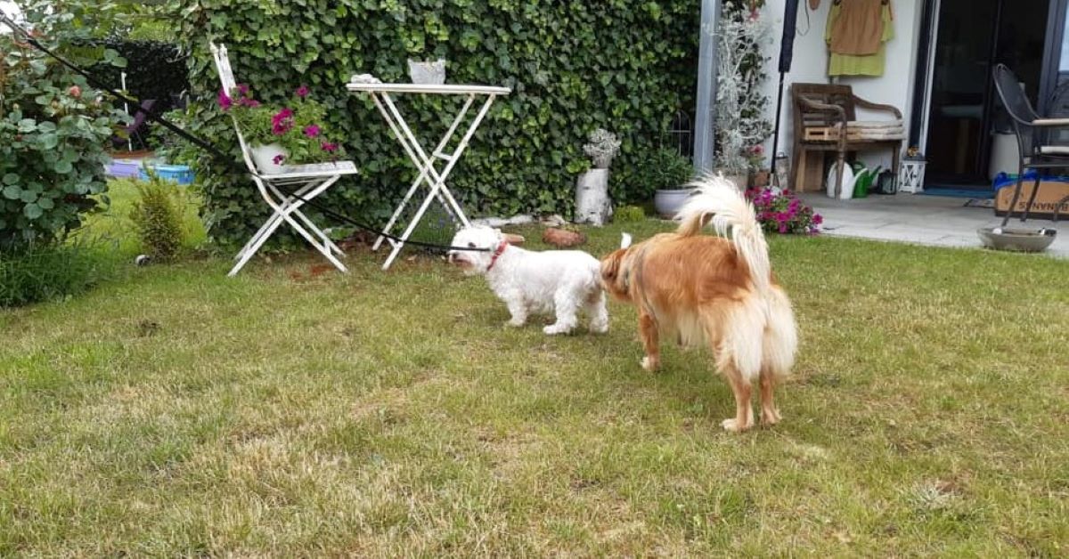 Un cane è stato lasciato dai suoi padroni in un rifugio per andare in vacanza