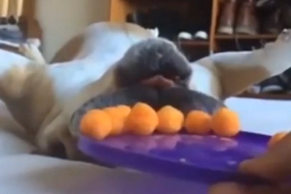 cucciolo mangiare frutta video