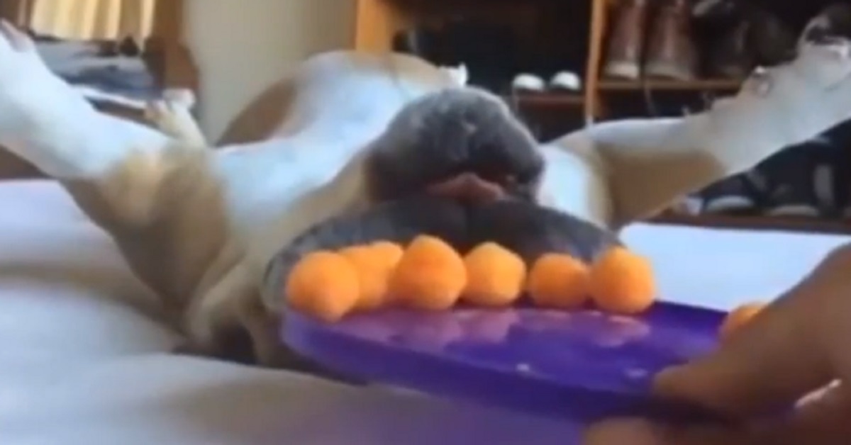 Un cucciolo prova a mangiare la frutta in un modo davvero insolito (video)