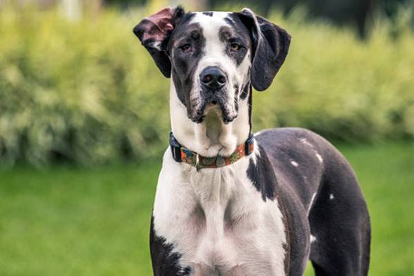 cane con problemi alle orecchie