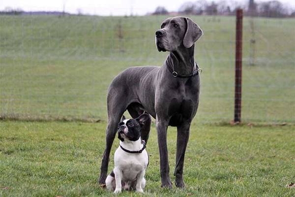 amicizia tra cani di razze diverse