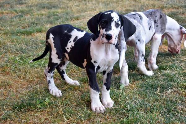 cuccioli di alano