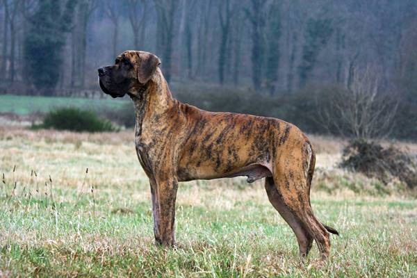 cane con il mantello tigrato