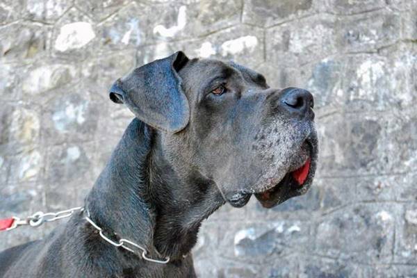 cane con le labbra pendenti