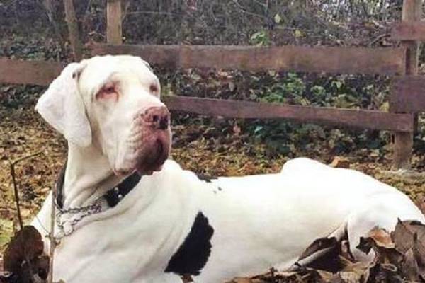 cane albino e problemi di salute