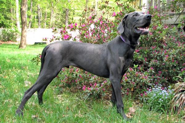 cane di colore nero antracite