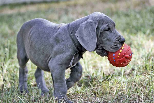 addestrare un cucciolo