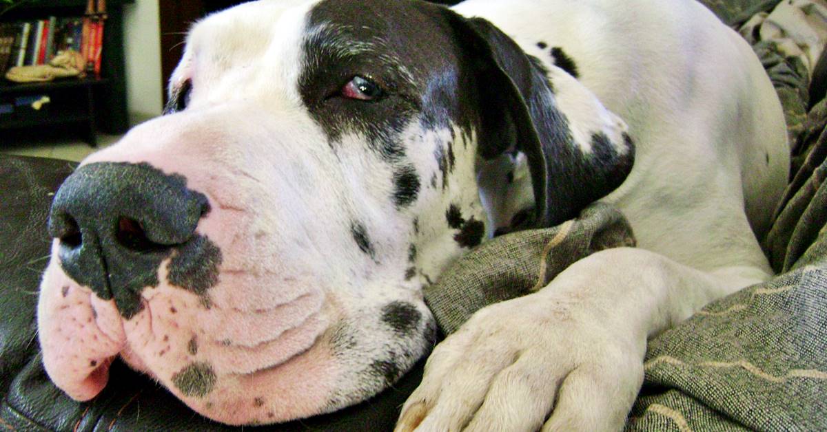 Alano, cosa mangia? Guida all’alimentazione del cane gigante