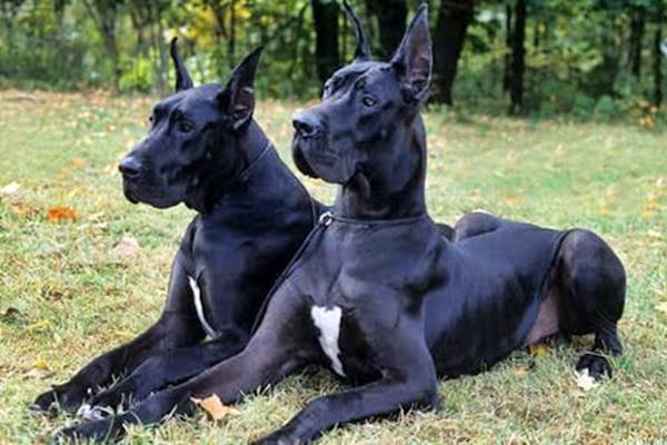 cani di colore nero