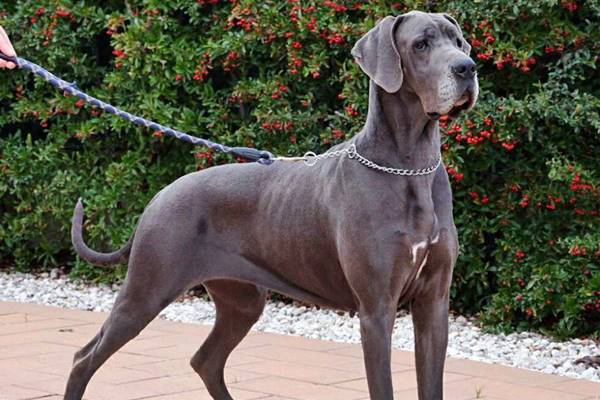 cane di taglia molto grande con il mantello grigio