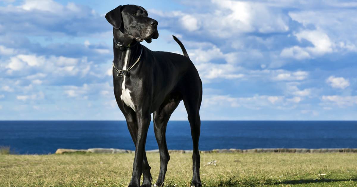 Alano, quali sport può praticare? Piccola guida al cane gigante