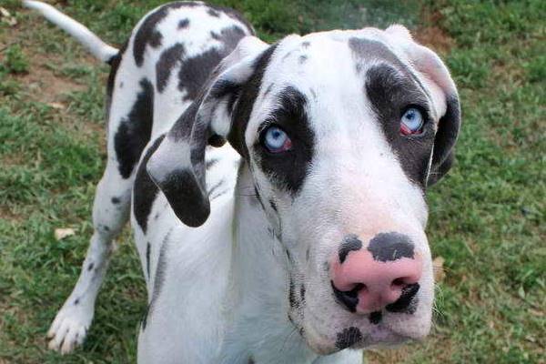 cane con gli occhi azzurri