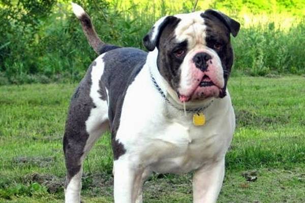 cane con il mantello bianco e marrone