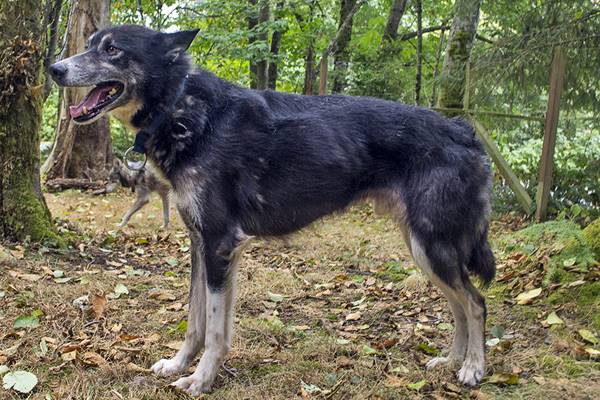 alaskan husky di colore nero