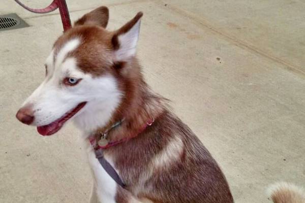 alaskan husky di colore rosso