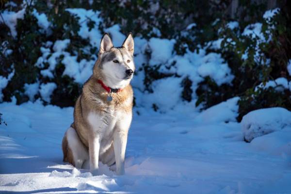 cane che riesce a vivere sulla neve