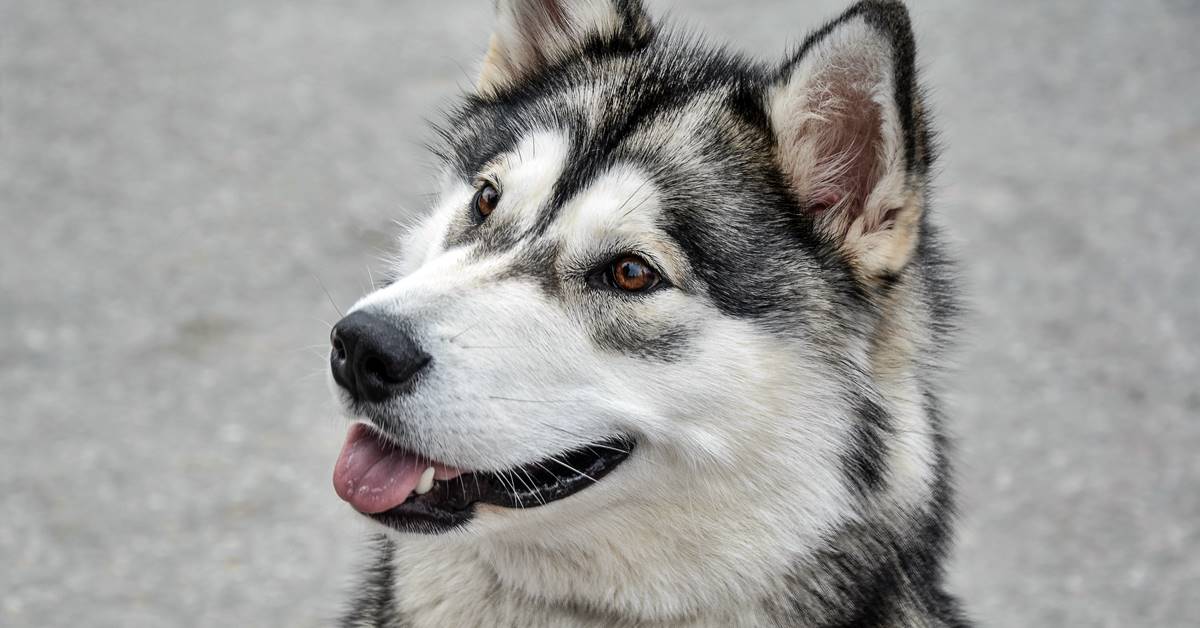 Alaskan Husky, aspetto e caratteristiche: dai colori al tartufo