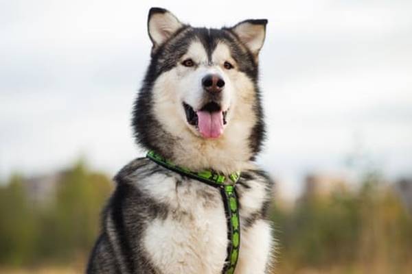 un esemplare di alaskan husky