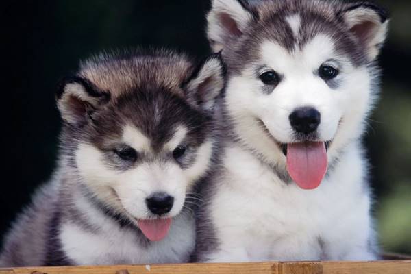 cuccioli di alaskan husky