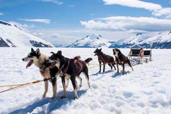 cani da slitta nelle terre del nord