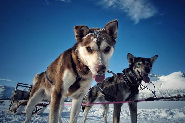 alaskan husky tutti diversi tra loro