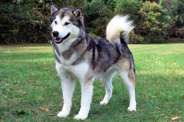 alaskan husky simile all'alaskan malamute