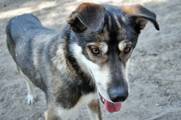 un esemplare di alaskan husky